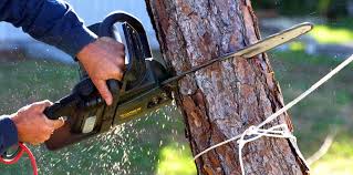 Best Pest Control for Lawns  in Queen Anne, MD