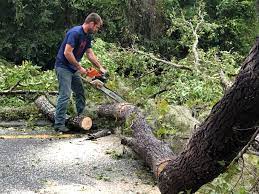 Best Tree Health Inspection  in Queen Anne, MD