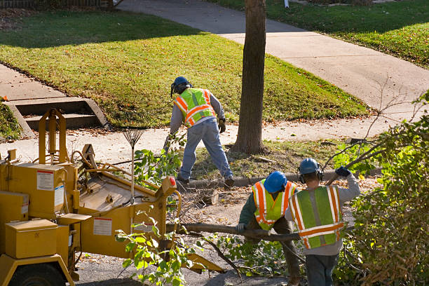 Best Tree and Shrub Care  in Queen Anne, MD