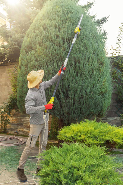 Best Lawn Mowing  in Queen Anne, MD